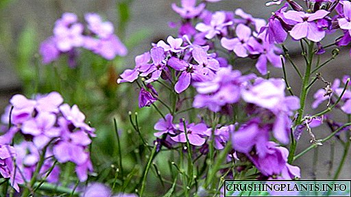 Hesperis կամ Night violet Seed աճող տնկում և խնամք