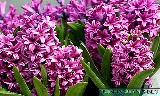 Hyacinth sa bhaile Cúram le linn bláthanna agus cineálacha cur síos
