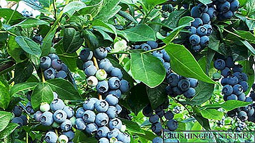 Blueberries upandaji bustani na utunzaji wa Upandaji wa Mbegu na vipandikizi Picha na video