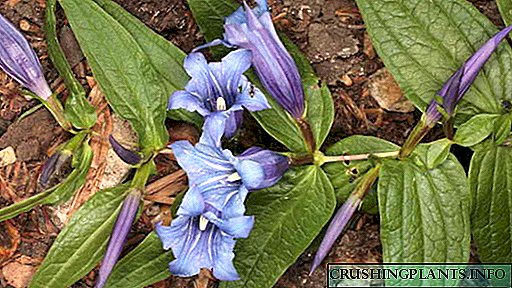Гентианско садење и грижа на отворено Расте од семето Размножување Фотографија на цвеќиња