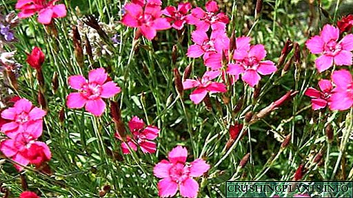 Dianthus deltoides perennis cura et sementem generis Image