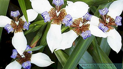 Iris neomarika Tuisversorging Reproduksie volgens verdeling van die bos en kinders Fotospesies