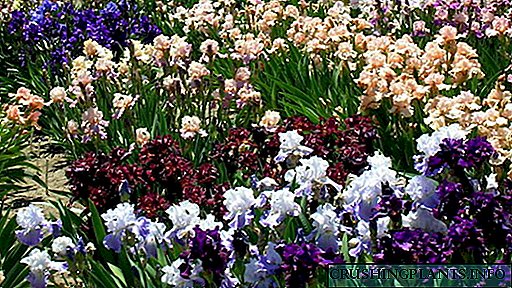 Irisse plant en versorg in die oop grond Foto en name van variëteite met beskrywings