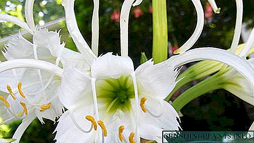 Ang pagtanum ug pag-atiman ni Ismena sa bukas nga yuta ug sa balay Litrato sa Peruffa daffodil spider liryo