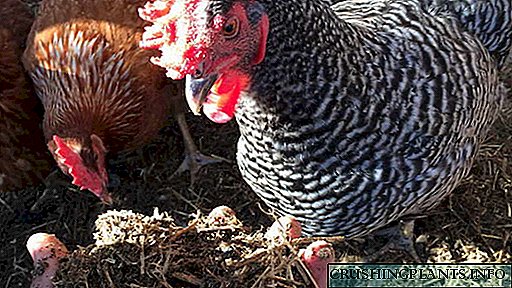 مرغی کے گرنے کو کس طرح مناسب طریقے سے کھانا کھایا جائے ، کون سے پودے اور کب۔