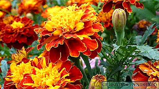 Si të mbillni si duhet marigoldat në fidanë dhe në terren të hapur të Varieteteve me përshkrime dhe foto