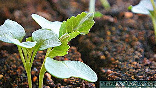 Како да одгледувате садници од зелка дома Услови на садење зелка за садници Садење во земја