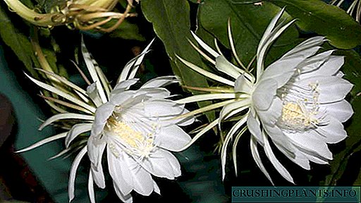 Кактус epiphyllum Нигоҳубини хона Чӣ гуна намудҳои гулҳои Epiphyllum –ро аксбардорӣ кардан мумкин аст