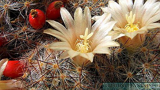 Cactus mammillaria Sut i ofalu'n iawn gartref Atgynhyrchu rhywogaethau Llun