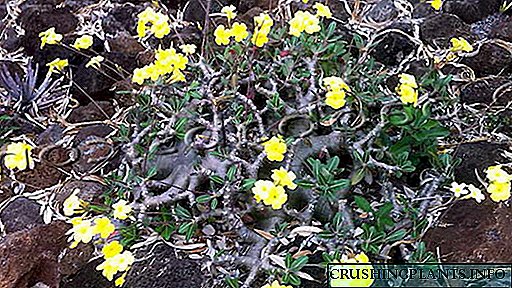 Perawatan pachypodium kaktus ing omah Propagasi kanthi potongan Tanduran saka wiji