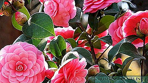 Camellia pag-atiman sa panimalay Pagtanum ug paglansis pinaagi sa mga pagpamutol Nagtubo gikan sa mga liso