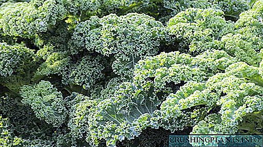 Kale жүктөө же Кейл кантип көчөт отургузуу, талаада кам тукумуна чейин өсөт