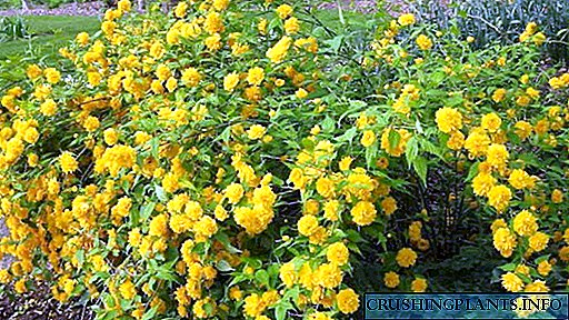 Kerria japonica pleiflora e foto dourada dourada Plantación e coidados en terra aberta Reproducción