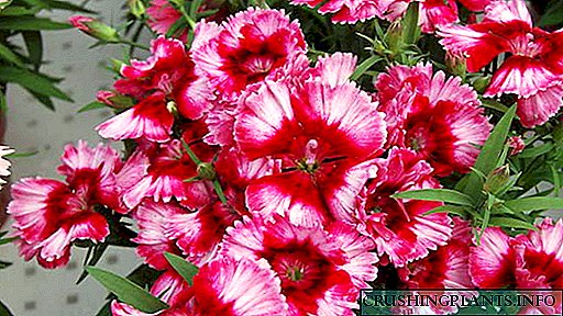 Carnation Cina perennial lan taunan Tetanduran saka wiji nganti tunas tanduran lan perawatan