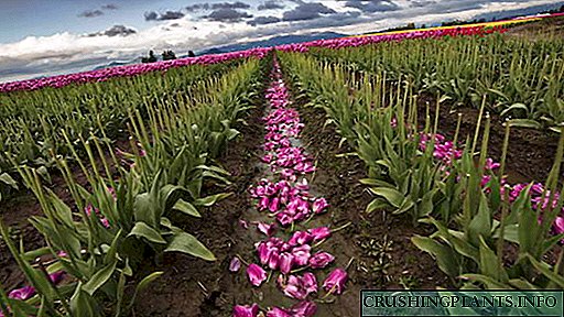 Kada kopati i saditi tulipane nakon cvatnje Njega nakon cvatnje u otvorenom tlu