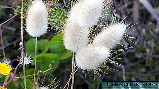 Lagurus flor seca ou Haretail Cultivo de sementes Plantación e coidado Foto no deseño do xardín