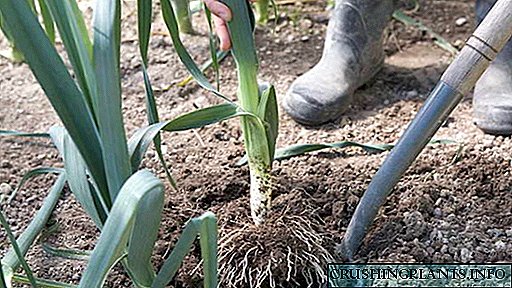 Садници од праз Садење и грижа на отворено Кога и како да се засади праз од семе семе, видео