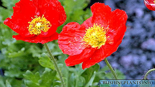 Oppiyayê Poppy single-stemed ingandinî û lênêrîn li zeviyê vekirî Photo of flowers at the baxçe
