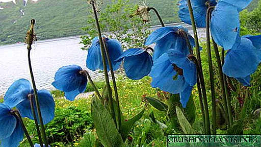 I-Mekonopsis Himalayan poppy Ikhula kusuka ezinhlanyelweni Ukusakazwa kwemifino izinhlobo zezithombe