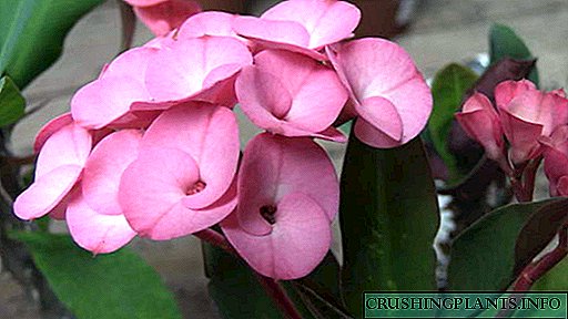Euphorbia euphorbia Нигоҳубин дар хона Аксҳо Парвариши тухмиҳо Тарuиб аз буридани