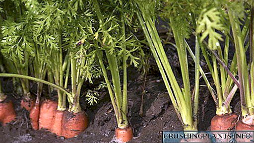 Садење морков и грижа на отворено поле Датуми за садење Правилно наводнување на сеење и понатамошна грижа