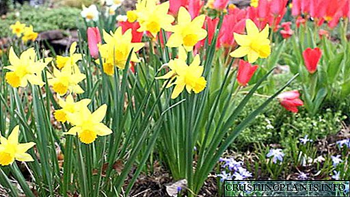 Tanduran lan perawatan Daffodils ing lemah sing mbukak ing musim semi lan musim gugur Transplantasi lan jinis foto Reproduksi