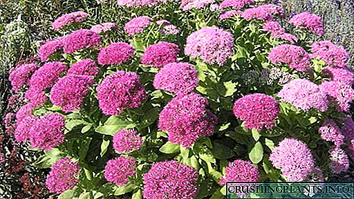 Stonecrop ou sedum Plantar e coidar no terreo aberto Tipos e variedades con fotos Cultivo de sementes na casa