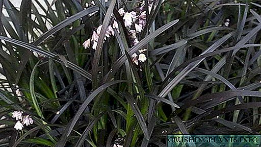 Ophiopogon Japannees en platboordie Landing en versorging in die oop grond en tuis