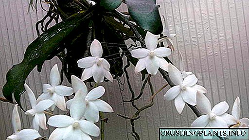 Orchid aerangis Kultivazzjoni u kura fid-dar Riproduzzjoni tat-Trapjanti tar-Ritratti tal-Ispeċi