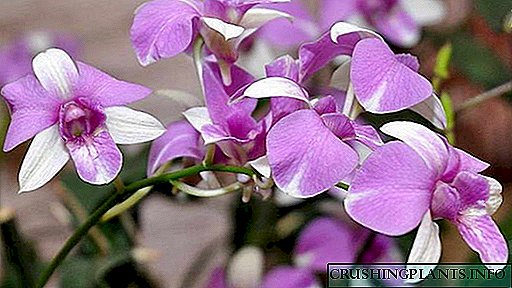 Орхидея dendrobium Нигоҳубини хонагӣ Нашри дубора бо буриданиҳо ва кӯдакон Трансплантатсия