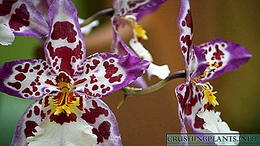 Orquídea Cumbria Coidado e cría na casa Transplante despois da compra Reanimación