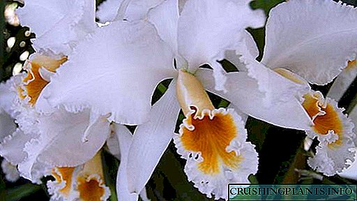 Cattleya Orchidee.Wéi Fleeg Wuessen a Verbreedung.Sarten Foto.