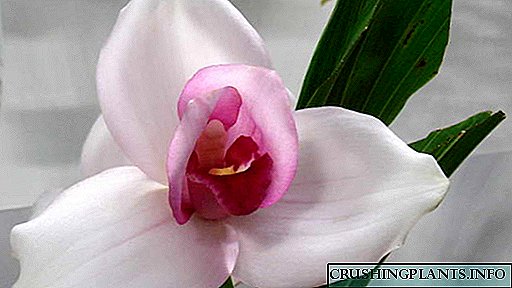 Perawatan omah orkid Lycast Cara nyiram lan transplan Foto spesies lan jinis