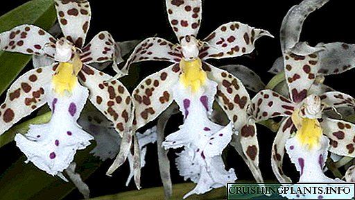 Орхидея odontoglossum Трансплантатсия дар хона пас аз харидани аксҳои гуногун