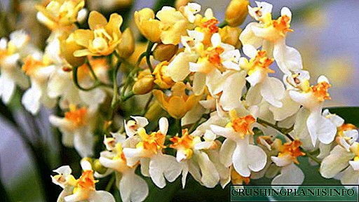 Орхидеи онцидиум домашна нега Трансплантација и репродукција Фото и видео