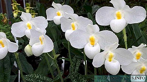 Paphiopedilum orchid au Venus slipper Huduma ya nyumbani Jinsi ya kupandikiza picha za Aina