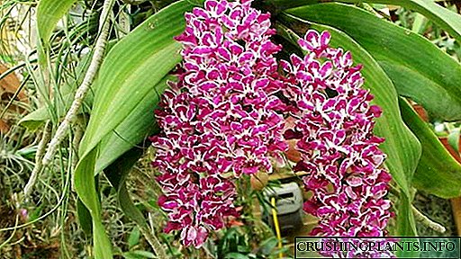 Орхидеја риностилис гигантеа Нега на домот Трансплантација Репродукција Видови фотографија