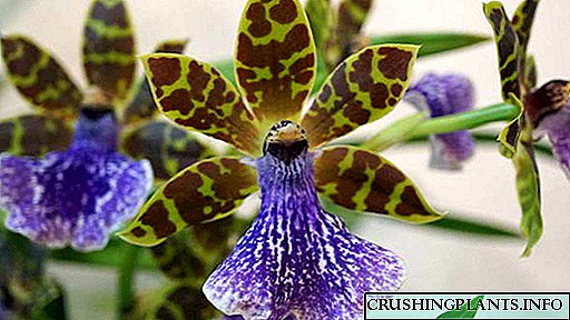 Orchid zygopetalum Perawatan omah lan cangkokan Tanduran foto spesies Foto