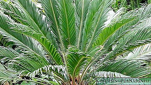 Transplante de Cygnus en cultivo de coidado domiciliario de Palm Cicada