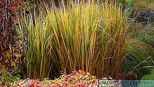 Panicum ou millo decorativo Crecemento de sementes Reproducción Foto en deseño de paisaxes