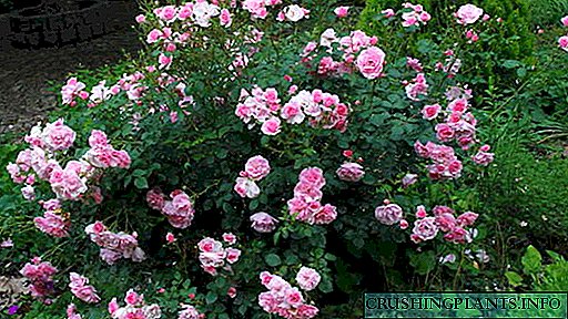 Park rosas panlabas na planting at pag-aalaga ng Canada at Ingles parke rosas larawan