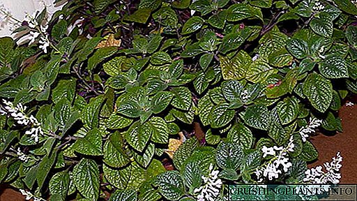 Plectranthus utawa ruangan perawatan omah Reproduksi Jinis plectrantus kanthi foto