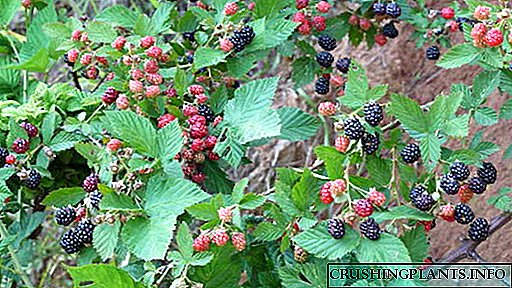 کاشت توت سیاه در بهار و پاییز بیماری مراقبت و هرس انواع تولید مثل انواع توت باغی
