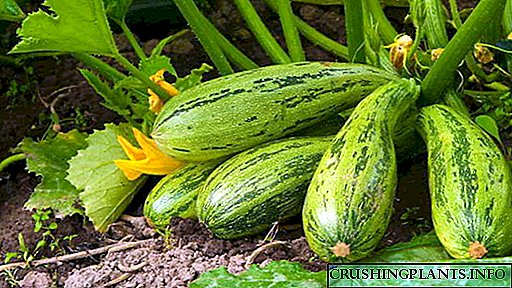 Melak siki zucchini di tanah kabuka sareng bibit Masih sareng rencana penanaman Perawatan anu leres