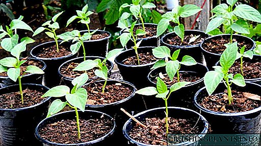 Засадување садници од слатка пиперка кога сее соодветна обработка на семе и грижа за садници
