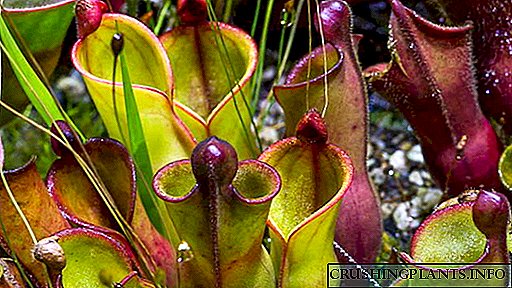 Plant, et rapax geliamfora photo expavit ab inguine semen domus curam Reproduction