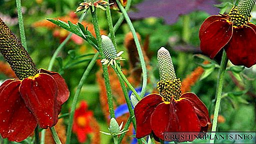 Ratibida Мексиканска шапка Расте од семе Од садење и грижа на отворено Земјоделски видови