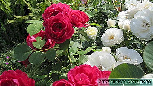 Rose floribunda Derbaskirina li derve û lênihîna çêtirîn celebên bi navên wêne û danasînan