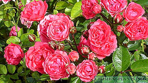 Rose polyanthus Kulturado de semoj hejme Plantado kaj prizorgado en malferma tero Varioj
