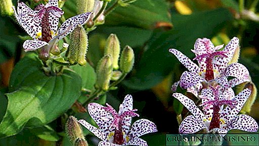 Plantabant Priamus Tricyrtis hortus et in horto curare per terram aperire Genera bufo lilium Image